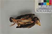 藏品(家燕)的圖片